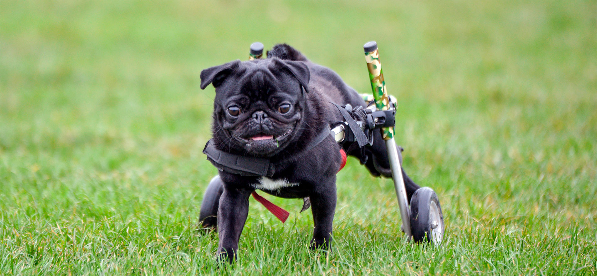 Support Dog Wheelchair.