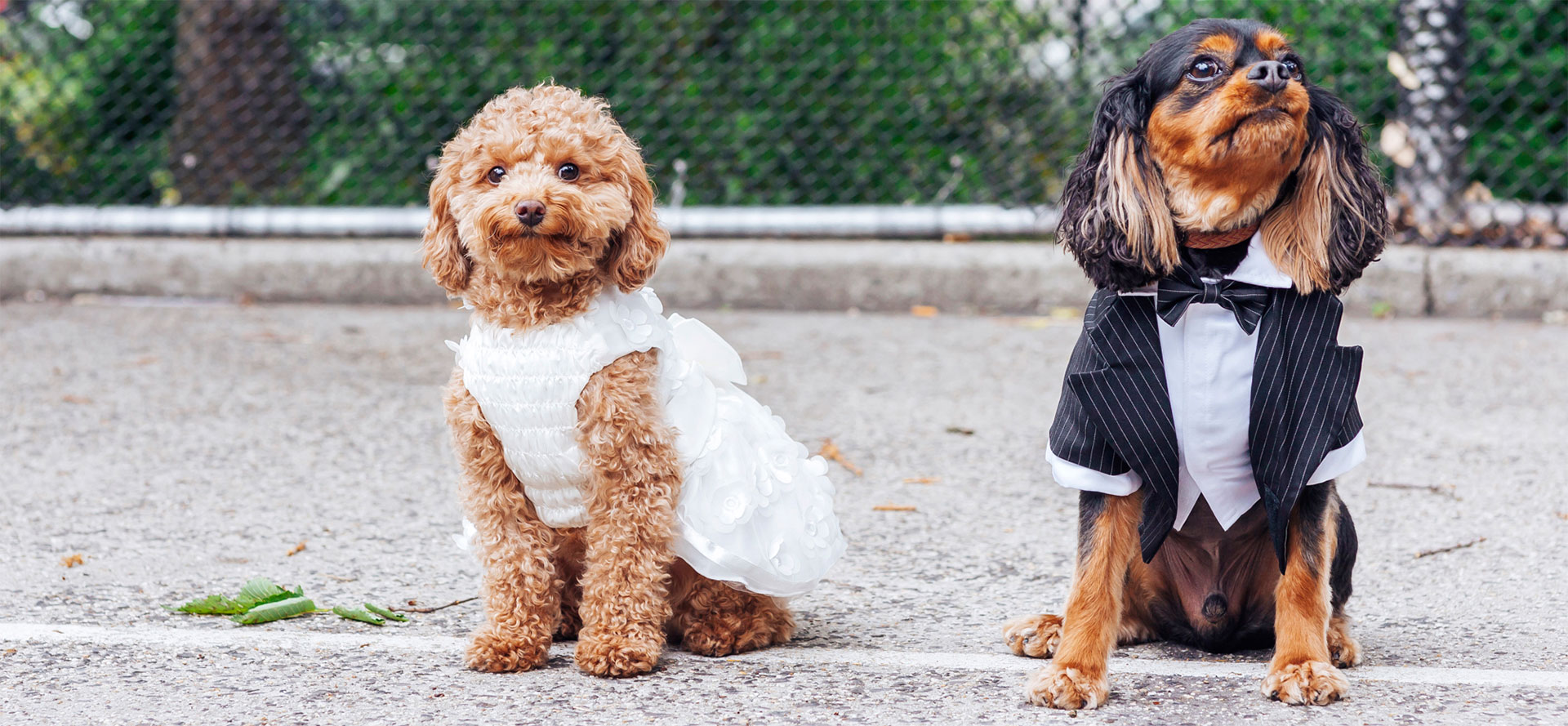 The Cutest Dog Clothes.