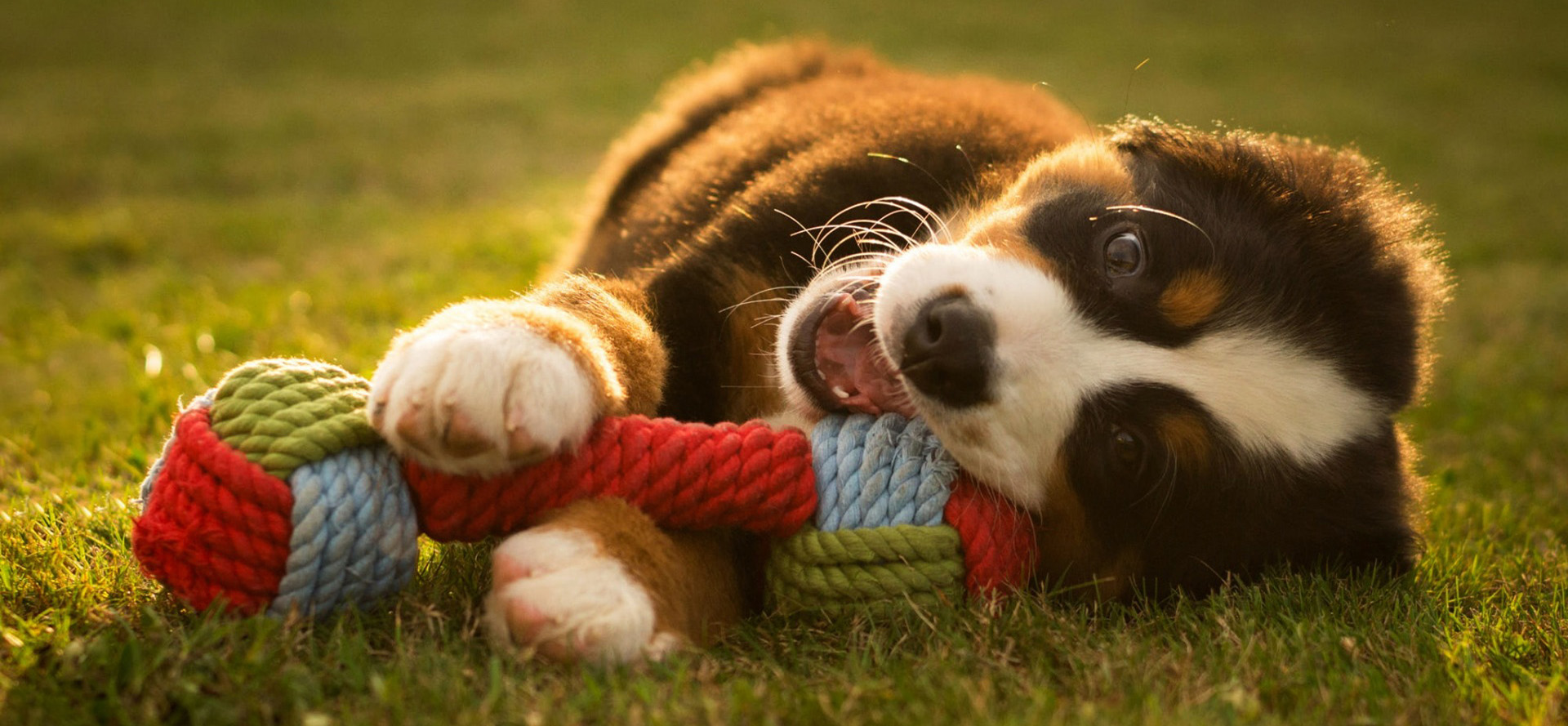 Dog playing with a toy.