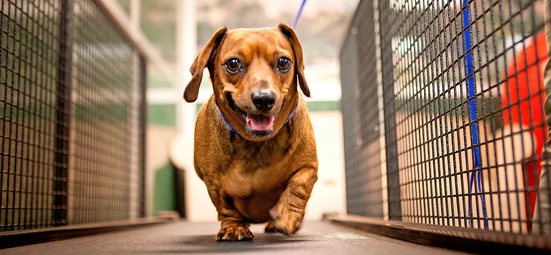 Dog on the way to dog treadmill.