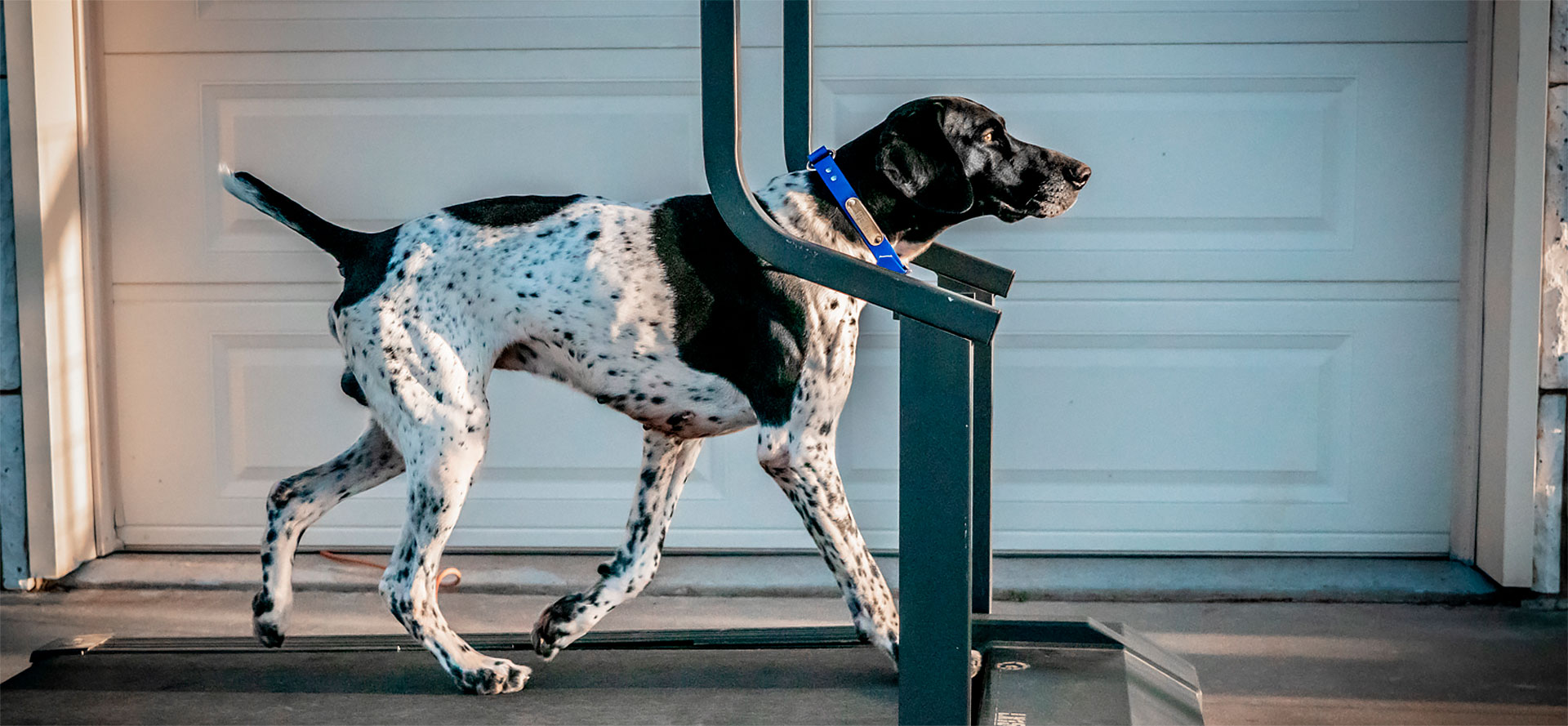 Treadmill for Large Dog.