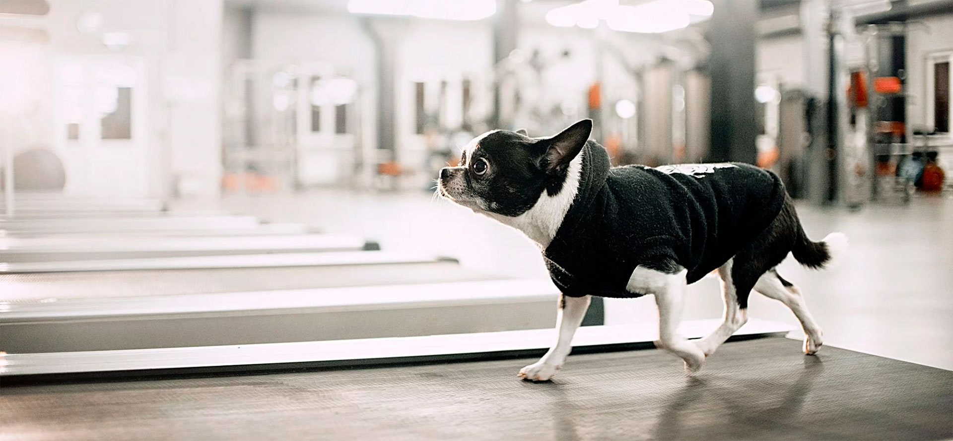 Small breed dog on a treadmill.