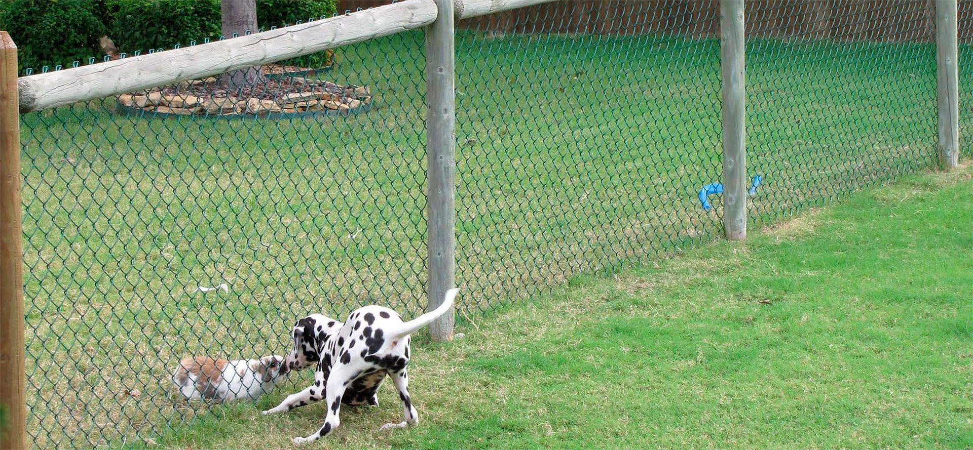 Two Dogs Between the Fence.