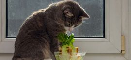 Vegetables For Cats.
