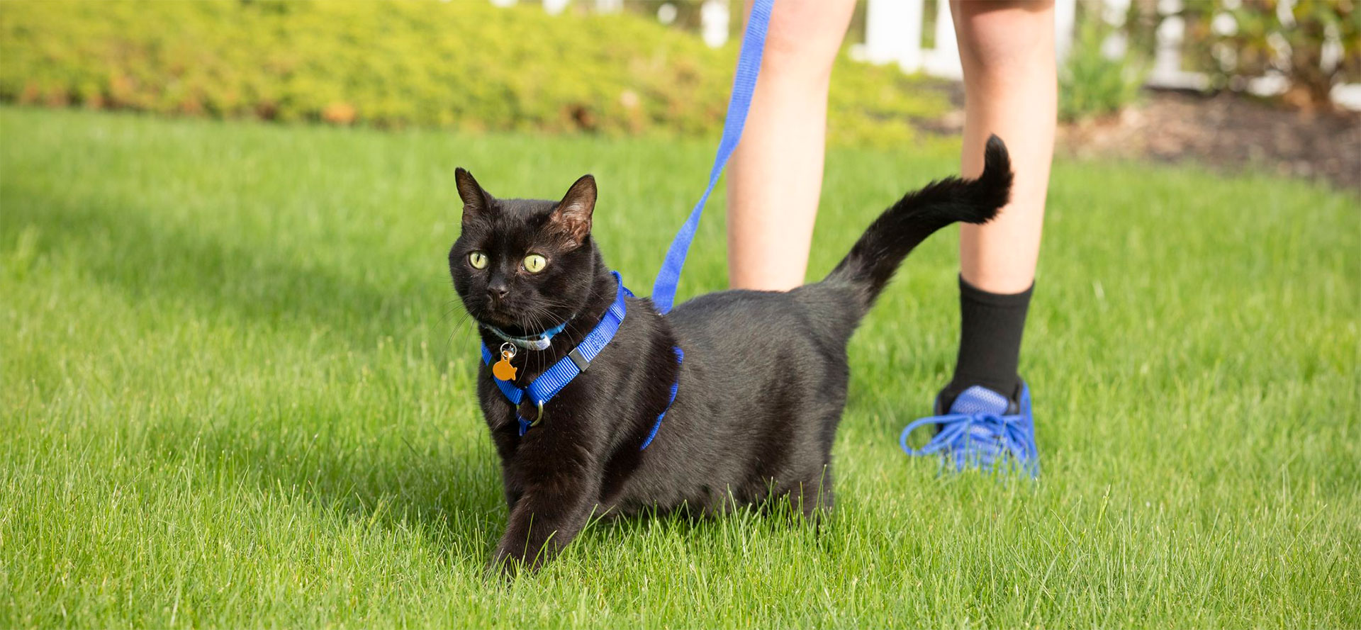 Vest Style Cat Harness.