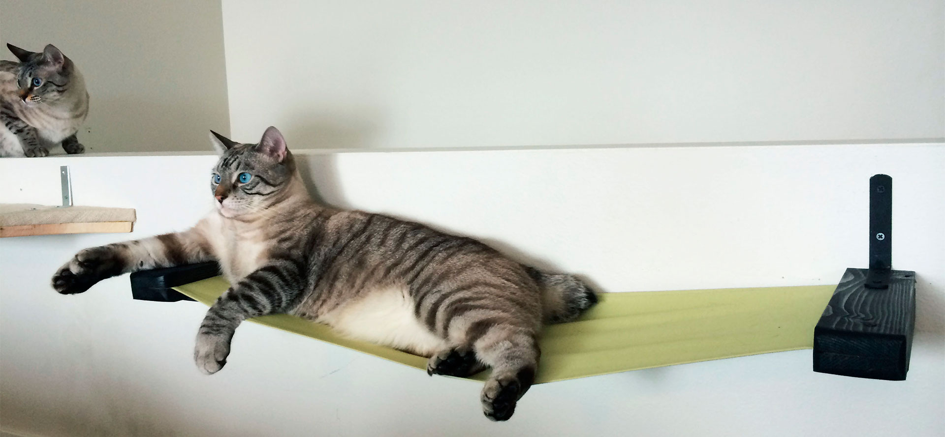 Wall Hammocks for Cats.