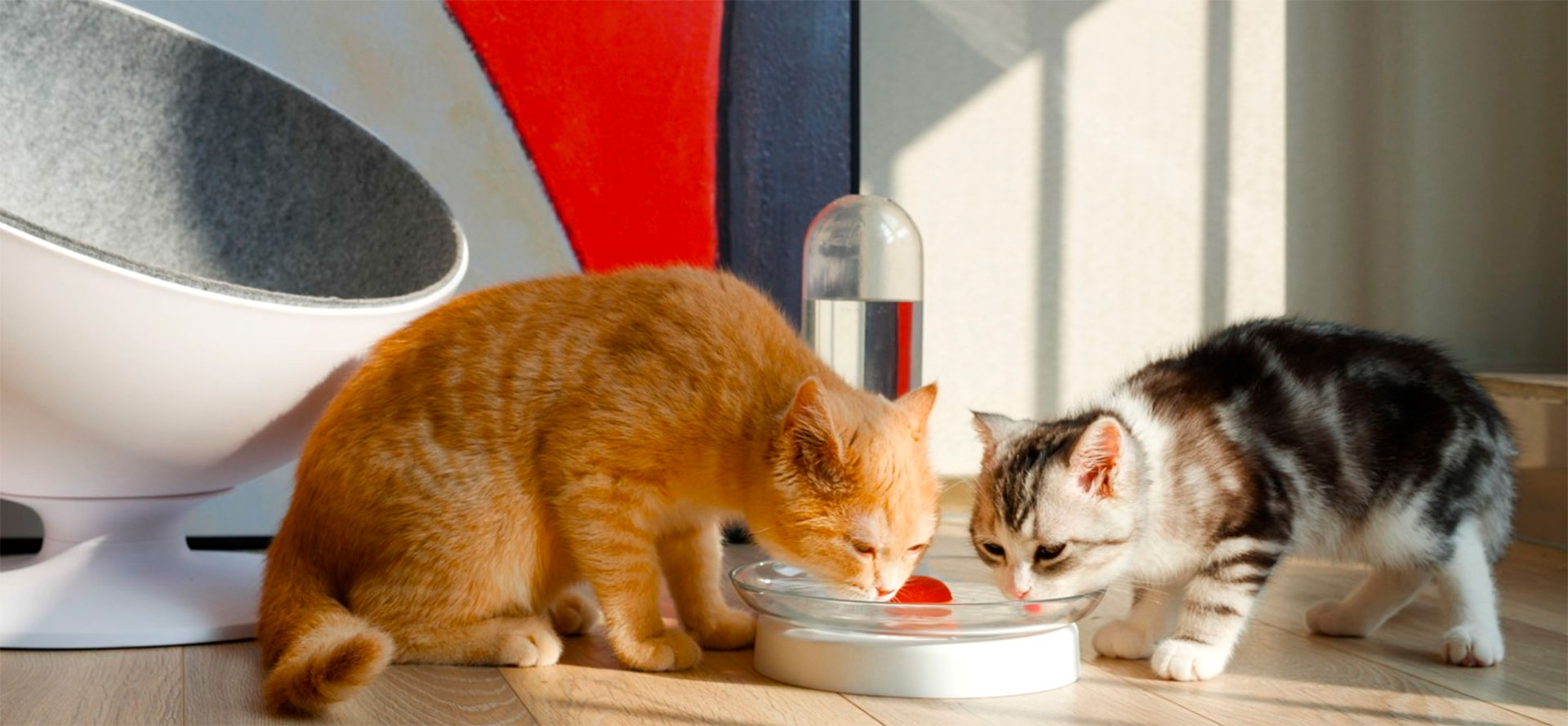 Water Fountain For Cats.