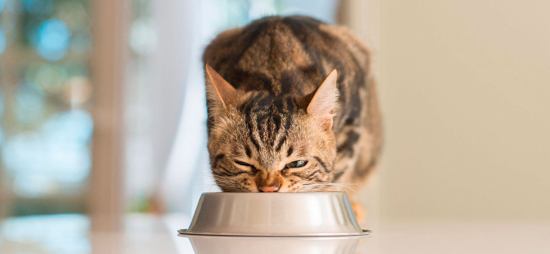 Cat eats wet cat food.