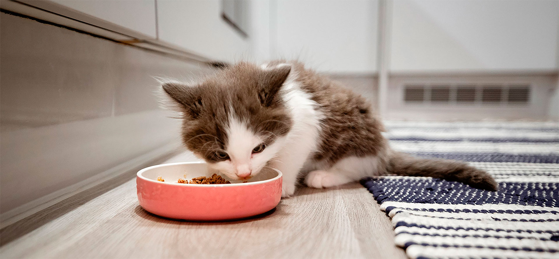 Wet Kitten Food.