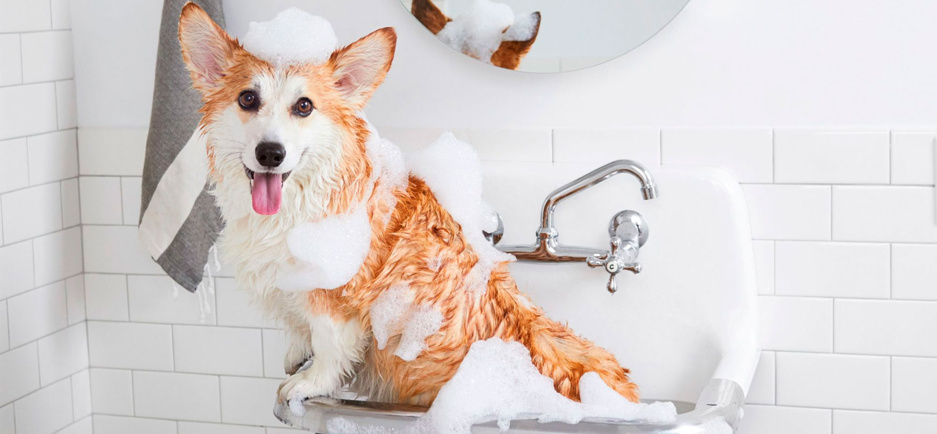 What is the Best Dog Shampoo.