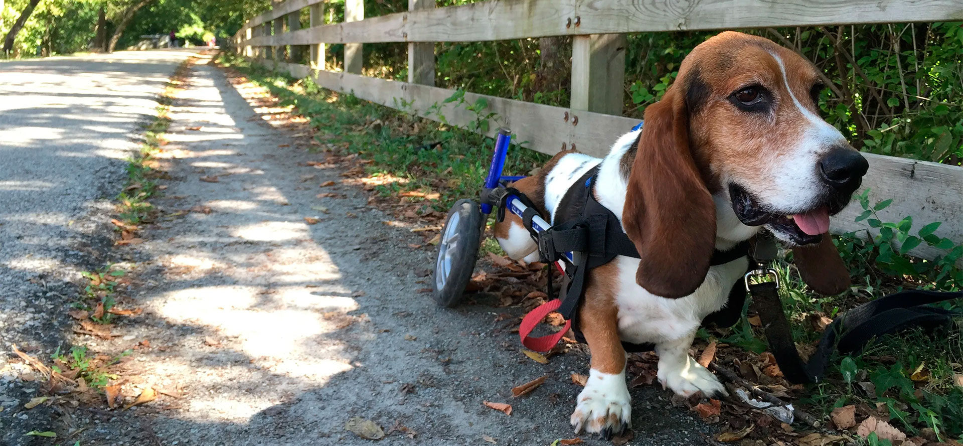 Wheelchair for Your Dog.