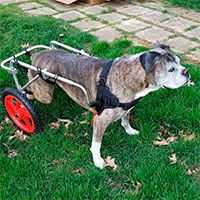 Best Friend Wheelchair, X-Small Dog.