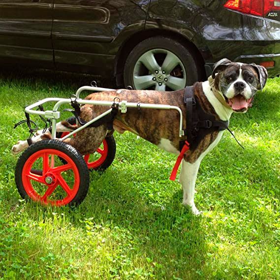 Best Friend Wheelchair, Medium Dog.