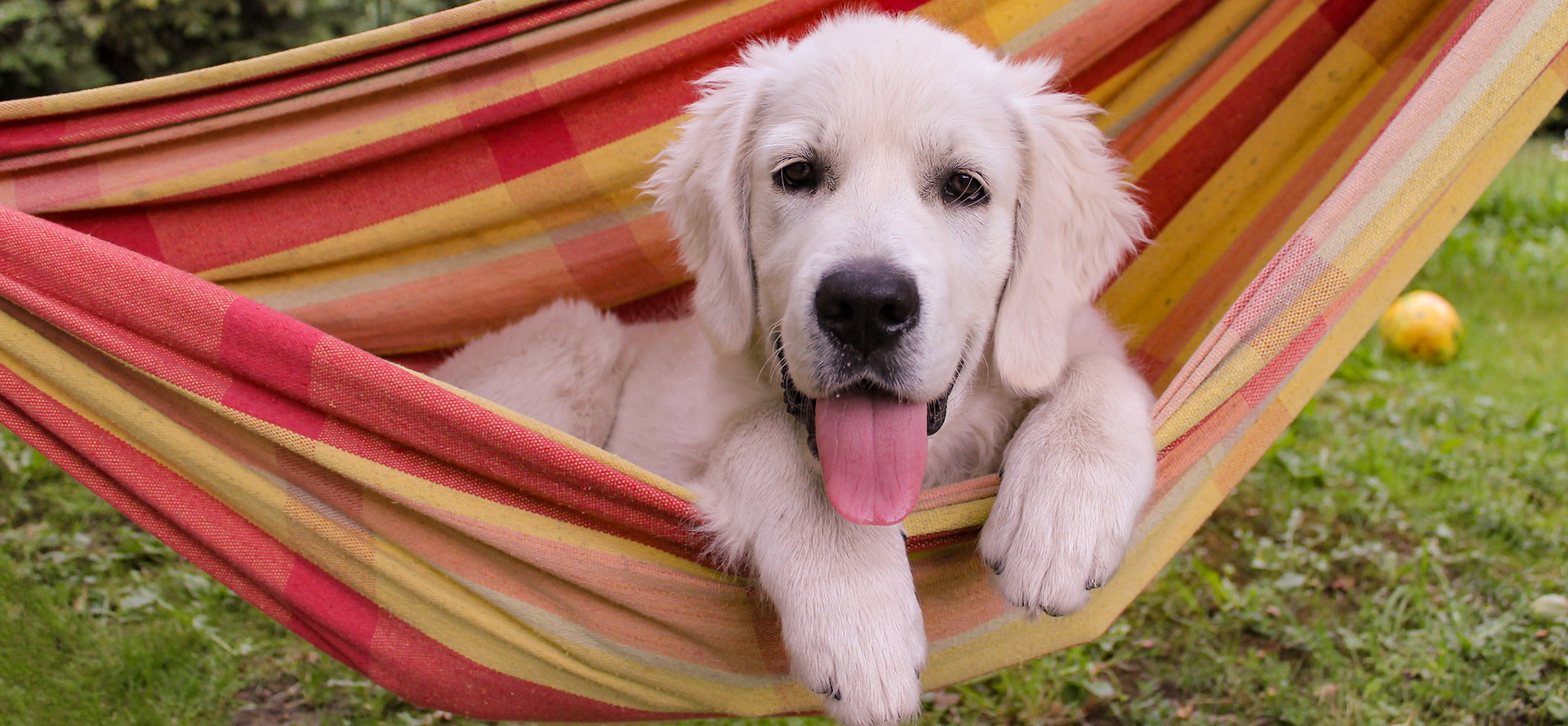 A white dog laying in a hammock.