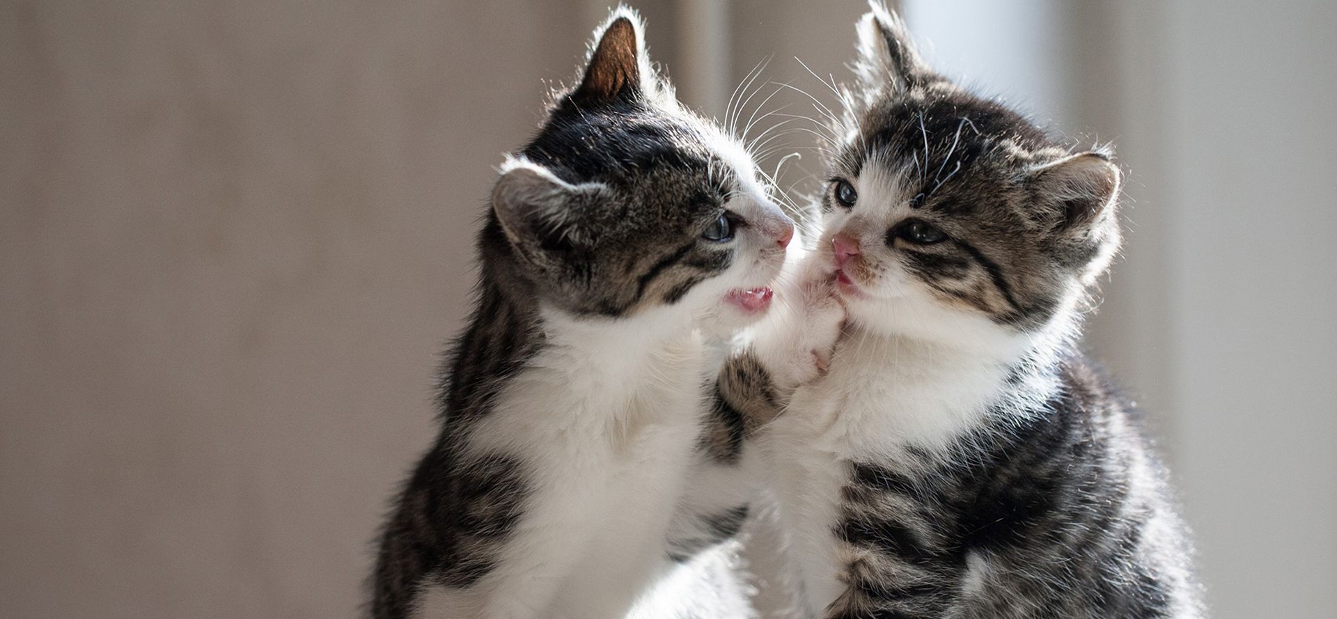 A kitten is jealous of another kitten.