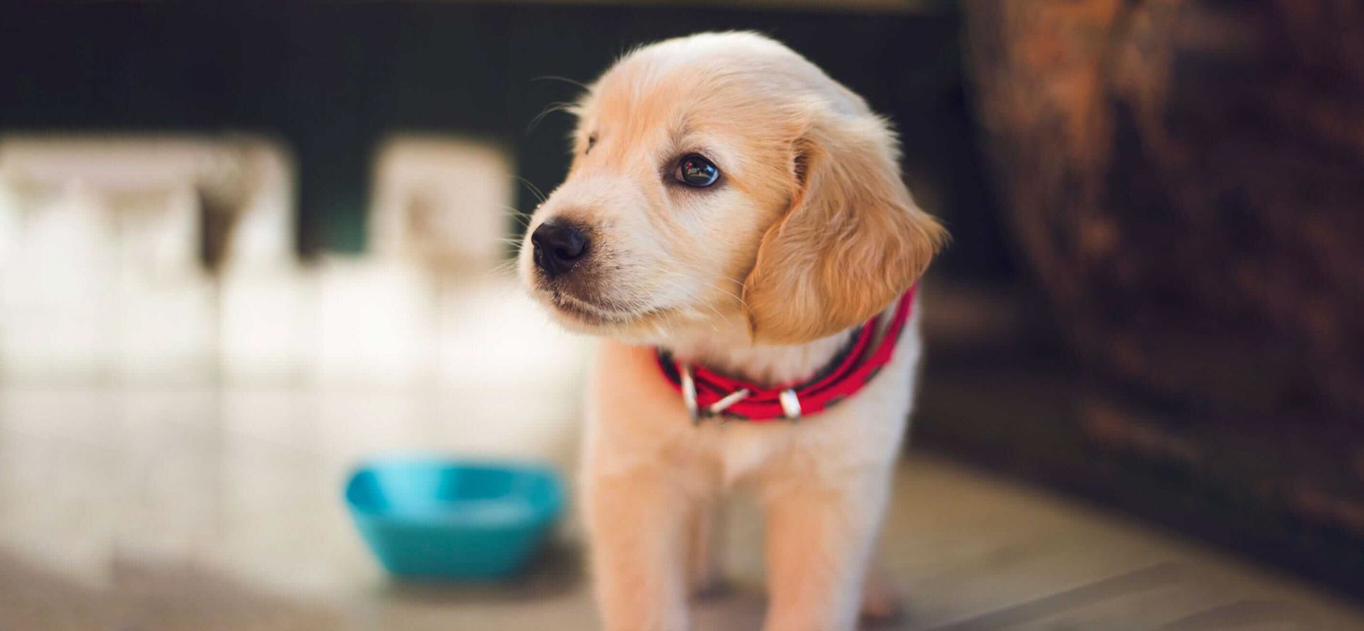 Puppy with a bowl of water in the background.