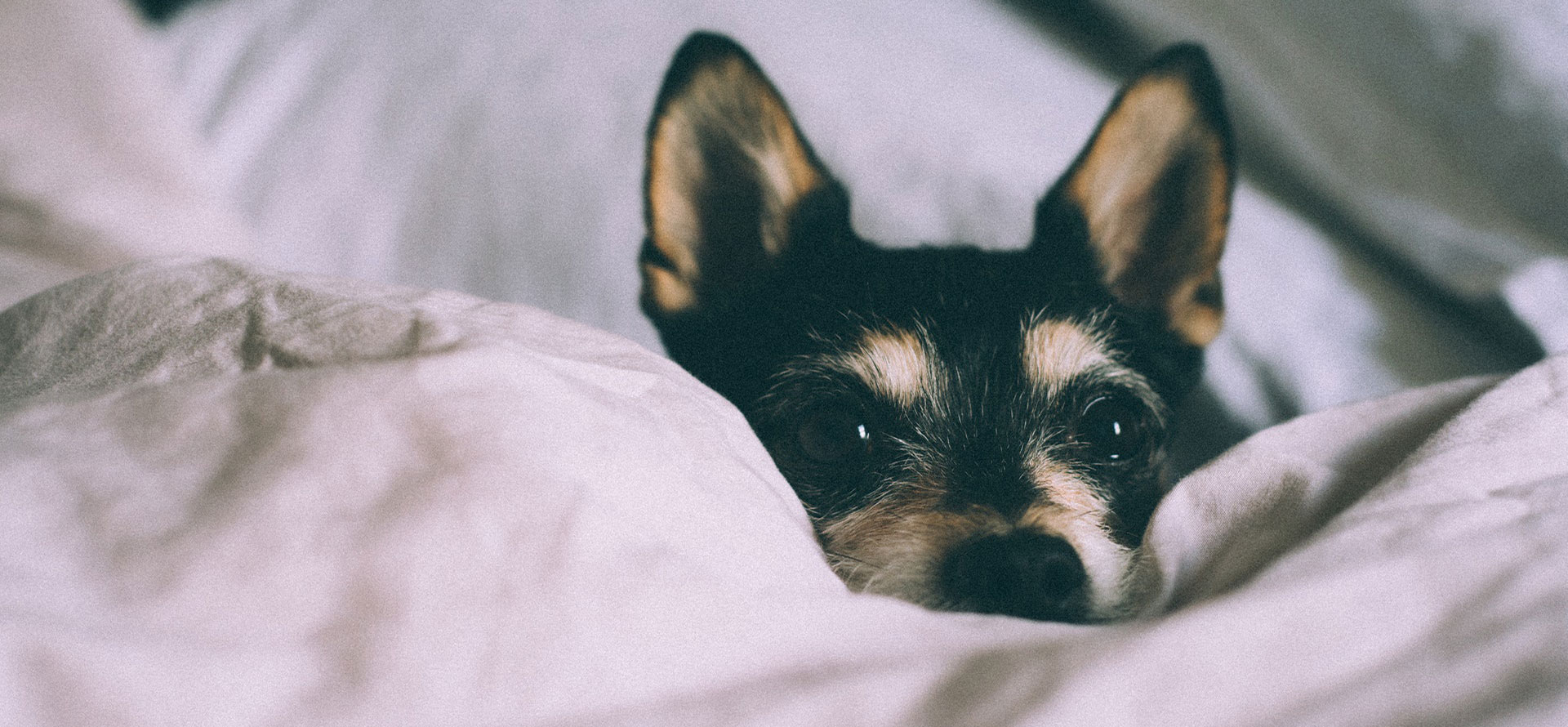 Dog Suck Blanket.