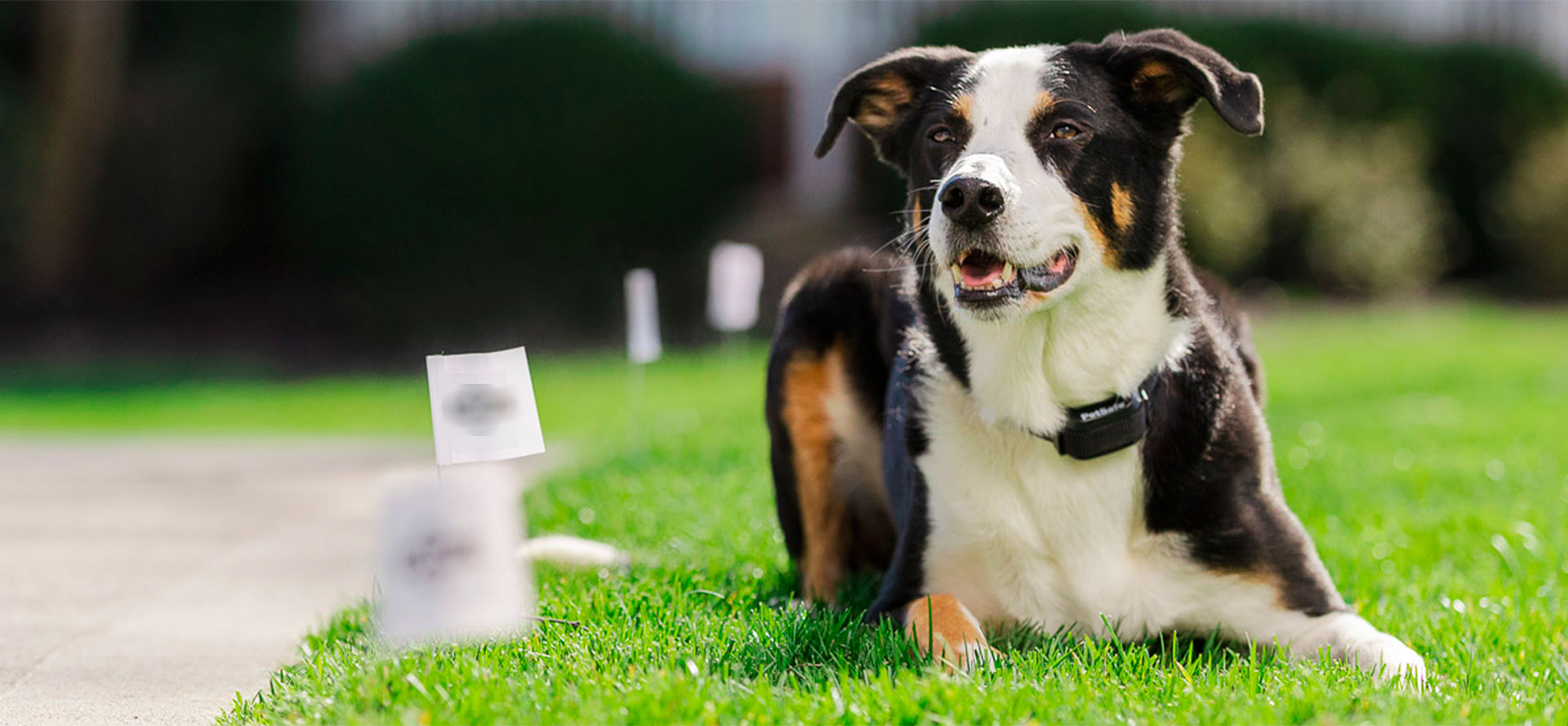 Wireless Dog Fences.