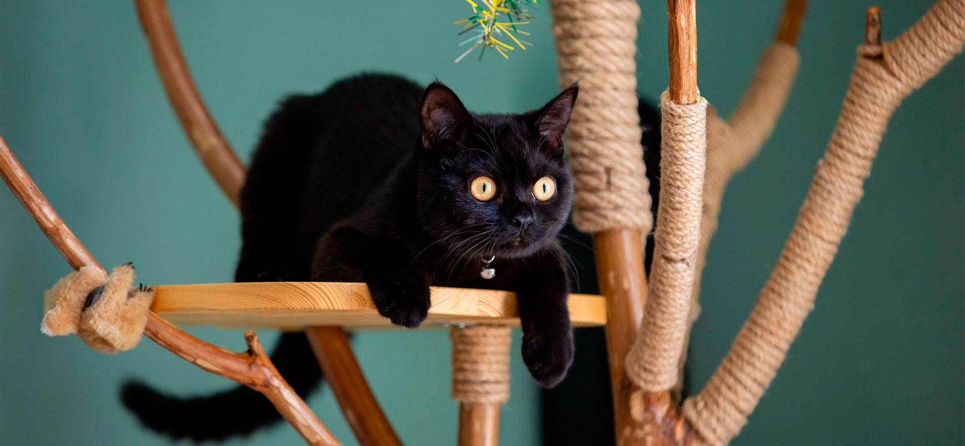 Wooden cat trees.