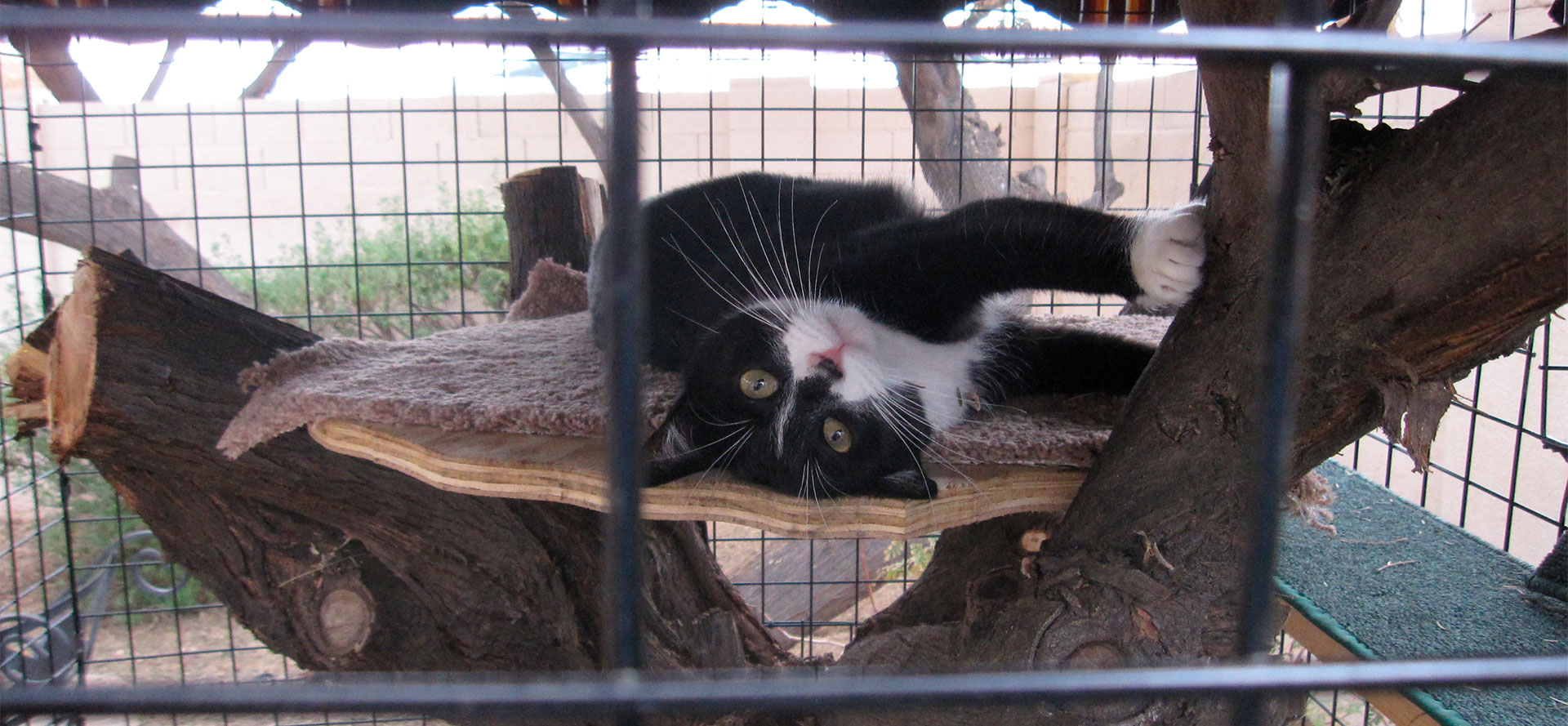 Wooden Outdoor Cat Enclosure.